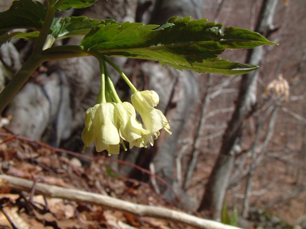 La primavera  vicina